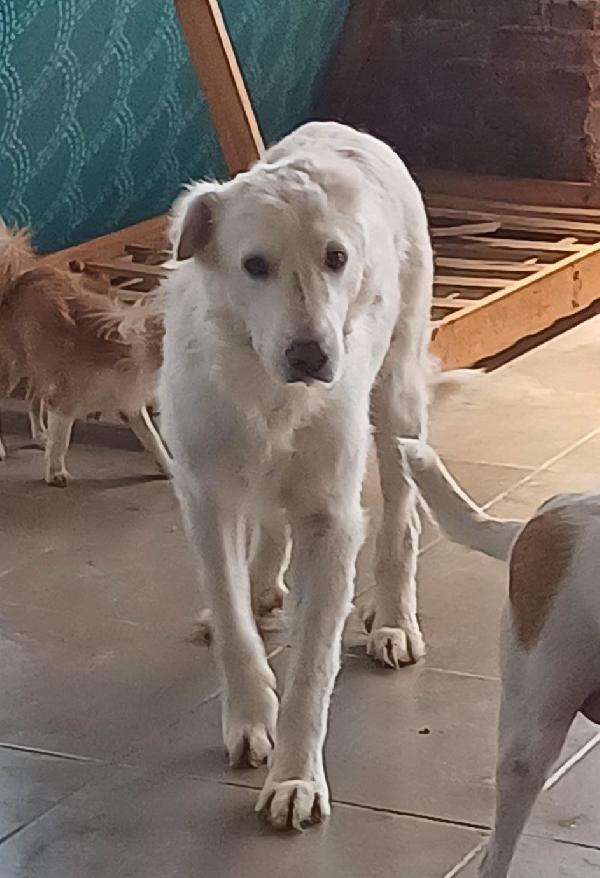 Nebbia adozione del cuore Foto 3